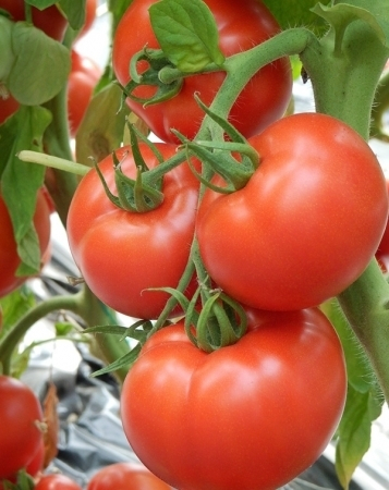 Seminte de tomate Kiveli f1 (100 sem) [1]