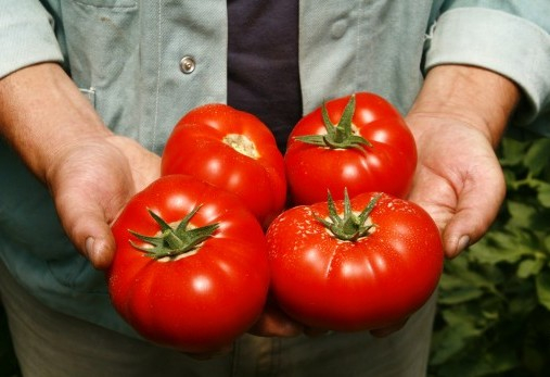 Seminte de tomate Mahitos f1 (1000 sem) [1]