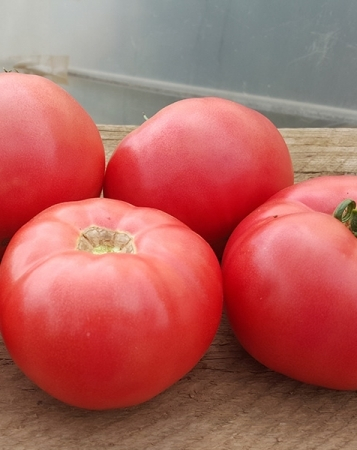 Seminte de tomate roz Mei Shuai f1 (500 sem) [1]