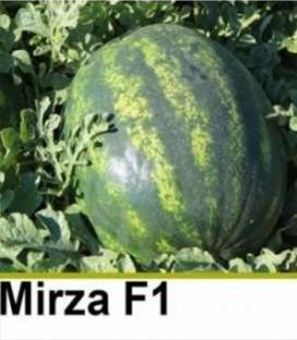 Mirza F1 (1000 sem) [1]