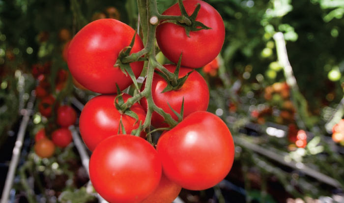 Seminte de tomate Moldoveanu F1 (100 sem) [1]