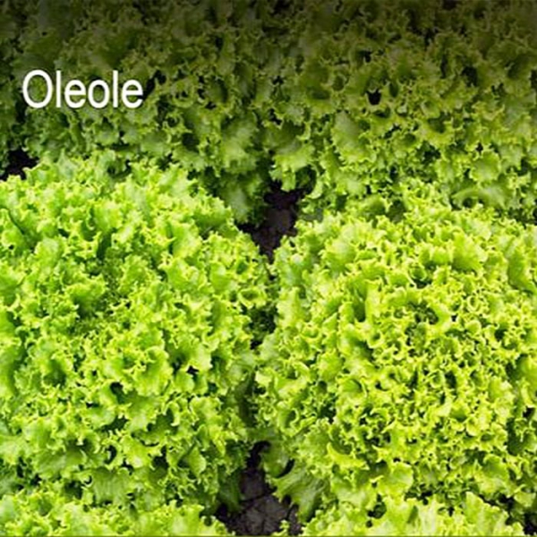 Salata Oleole F1 (5000 sem ) drajata [1]