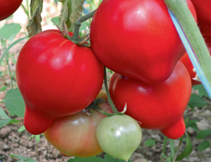 Seminte de tomate Pekonet F1 (500 sem) [1]