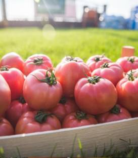 Seminte de tomate roz Pink Rock F1 (1000 sem) [1]