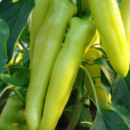 Seminte de ardei gras tip corn Ekstaza 50 g [1]