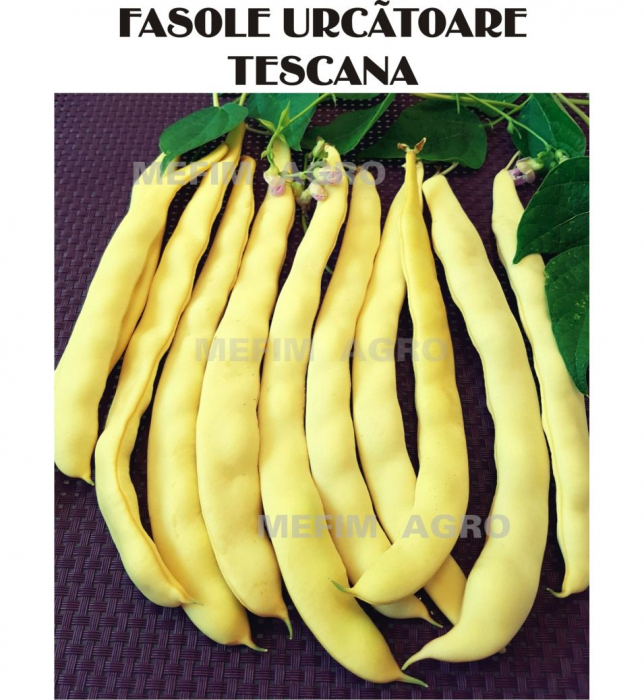 Seminte de fasole Tescana 50 G [1]