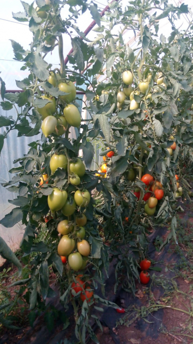 Seminte de tomate Colibri F1 1000 sem [1]