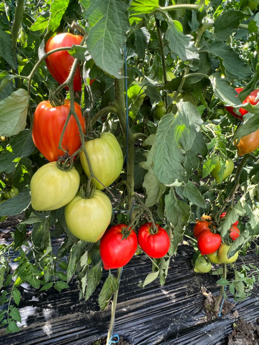 Seminte de tomate Dossimo F1 250 sem [4]