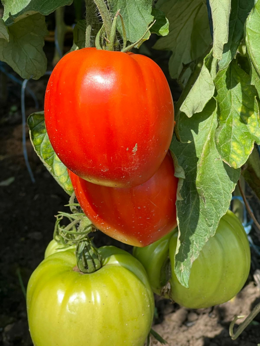 Seminte de tomate Dossimo F1 250 sem [2]