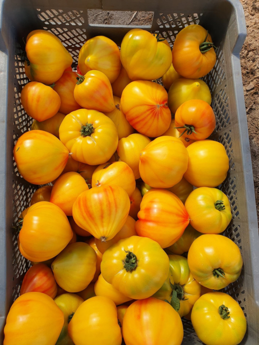 Seminte de tomate Gourmansun f1 250 sem [1]