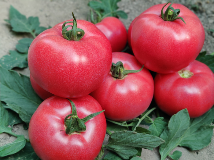 Seminte de tomate Honeylili f1 250 sem [1]