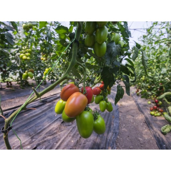Seminte de tomate Kongo f1 250 sem [1]