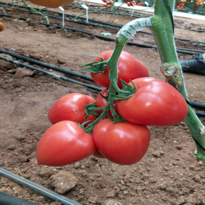 Seminte de tomate Kongo f1 250 sem [2]