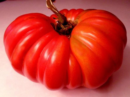 Seminte de tomate Kostoluto Fiorentino [1]