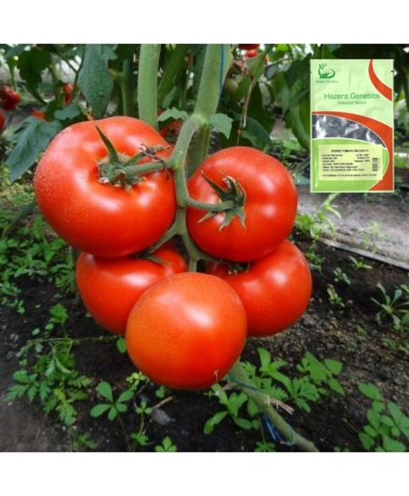 Seminte de tomate Macsin F1 500 SEM [1]