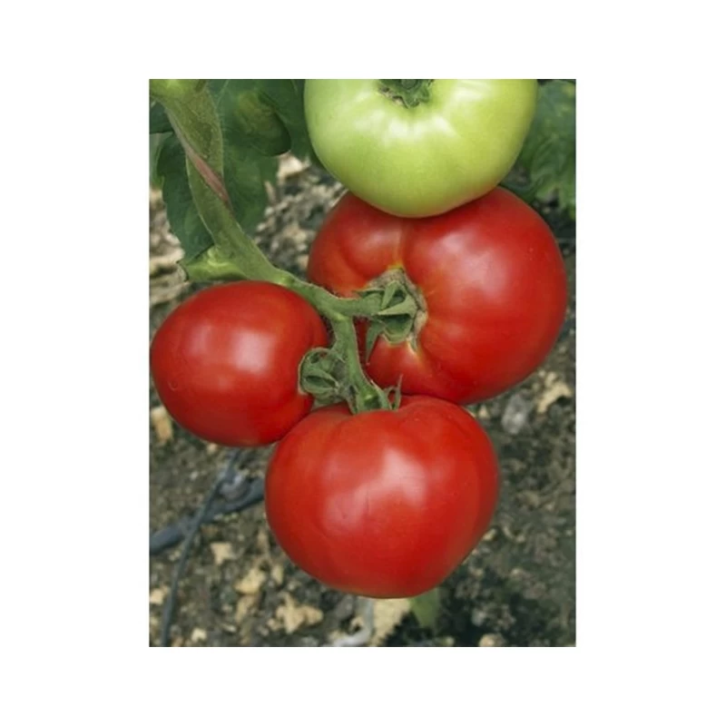 Seminte de tomate Mirsini F1 1 G [1]
