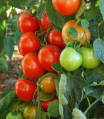 Seminte de tomate Oasis 100 sem [1]