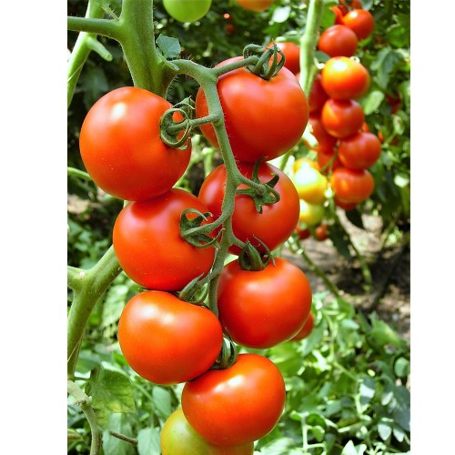 Seminte de tomate Primadona F1 500 sem [1]