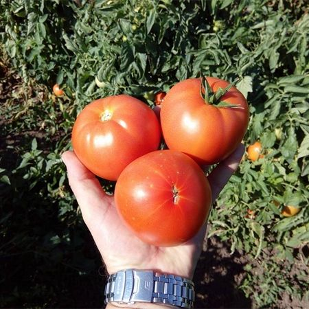 Seminte de tomate Red Morning F1 250 sem [2]