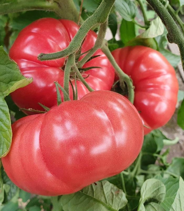Seminte de tomate roz Buffalopink 250 sem [1]