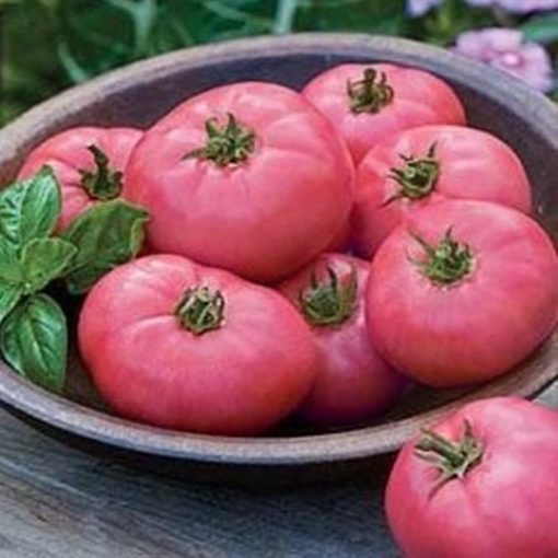 Seminte de tomate roz Griphon F1 500 sem [1]