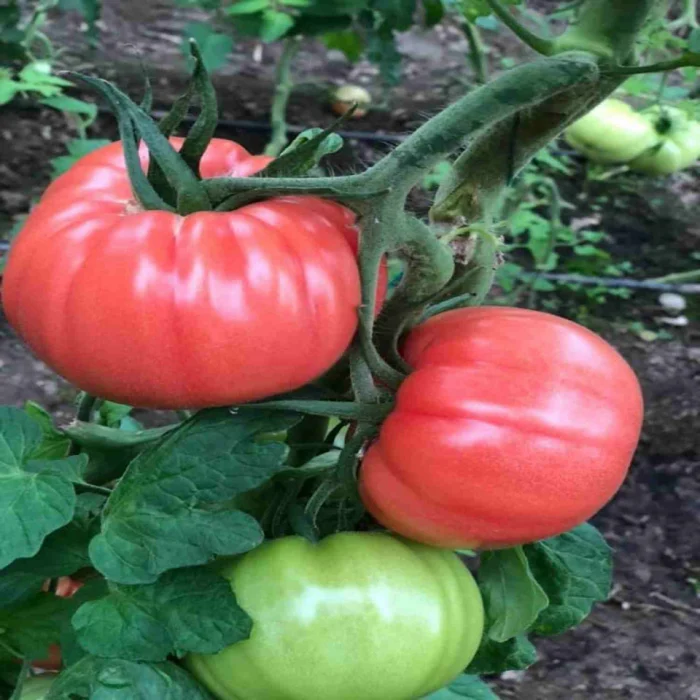 Seminte de tomate Roz Leroxi F1 500 sem [1]