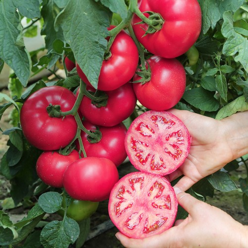 Seminte de tomate roz Manistella F1 500 sem [1]