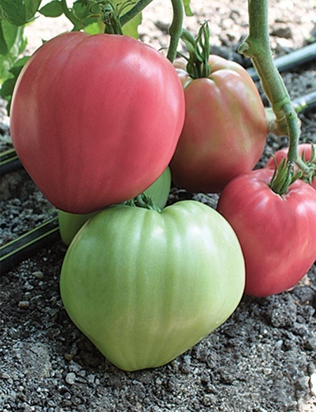 Seminte de tomate Rozov dar 0.2 g [1]