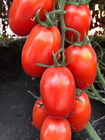 Seminte de tomate Serengheti F1 1000 sem [1]