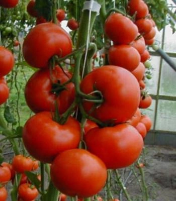 Seminte de tomate Tamaris F1 250 sem [1]