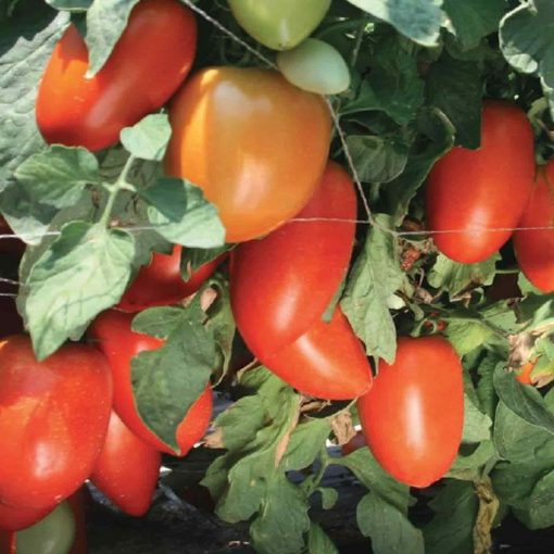 Seminte  de tomate Tygo F1 1000 sem [1]
