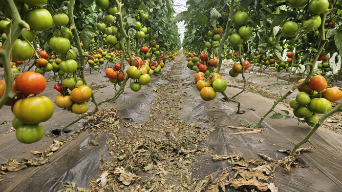 Seminte de tomate Verlinda F1 250 sem [3]