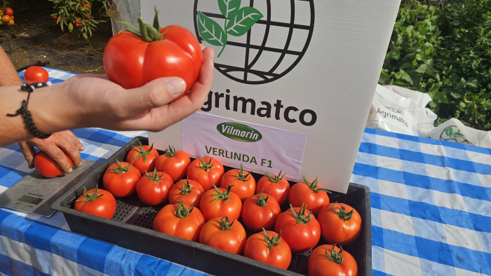 Seminte de tomate Verlinda F1 250 sem [2]
