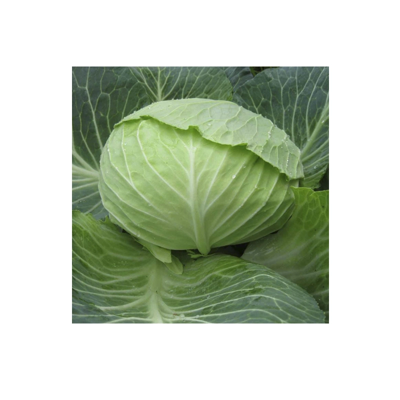 Seminte de varza Autumn King F1 2500 sem [1]