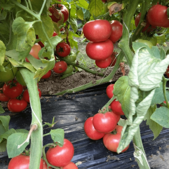 SEMINTE TOMATE CLAROSA 250 SEM [1]