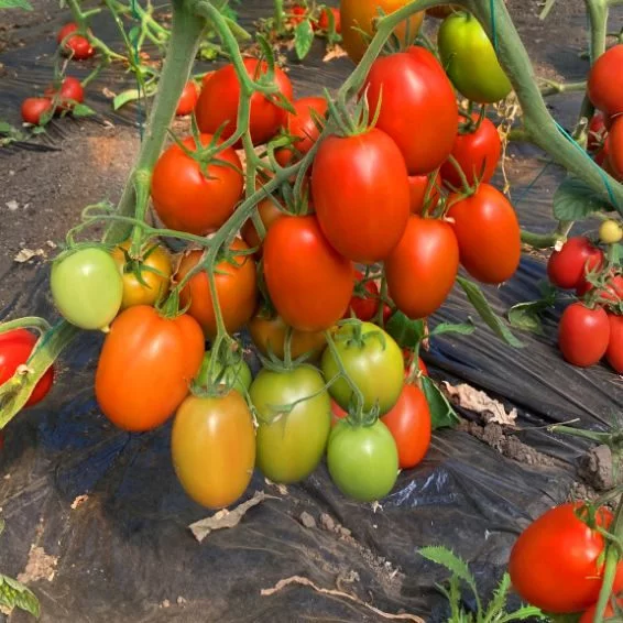SEMINTE TOMATE ISIAKI F1 500 SEM [1]