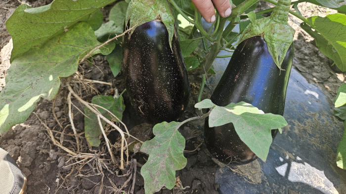 Seminte vinete Benal F1 1000 sem [2]