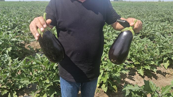 Seminte vinete Benal F1 1000 sem [3]