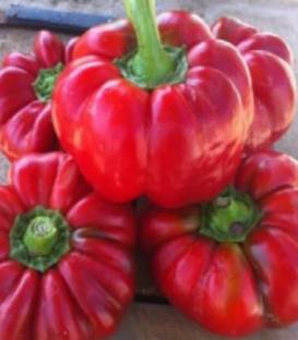 Gogosar - Ardei gogosar Bucur 2500 sem