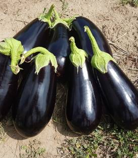 Canna F1 (1000 sem) [1]