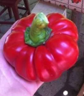 Gogosar - Ardei gogosar Cornel (10 g)