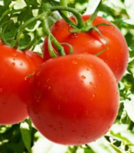 Tomate - Seminte de tomate Cristal F1 (5 g)