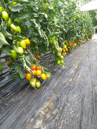 Seminte de tomate DYNO F1 1000 sem [4]