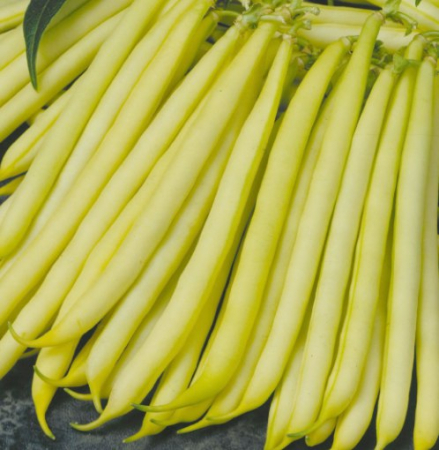 Fasole fideluta - Fasole Tambora 1  kg