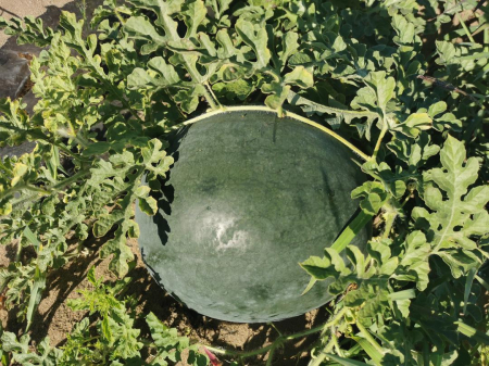Pepeni verzi - Pepene verde Kinbi f1 500 sem