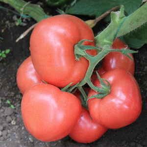 Tomate - Seminte de tomate roz Loara F1 (250 sem)
