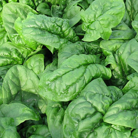Spanac - Spanac Matador 500 g Agrosel