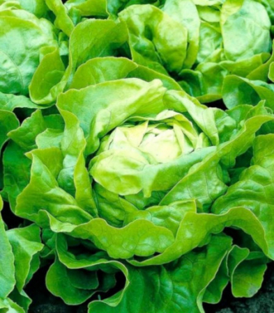 Salata - Meteore 5000 sem drajata