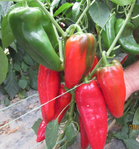 Produse - Ardei kapia Napoca (100 sem)