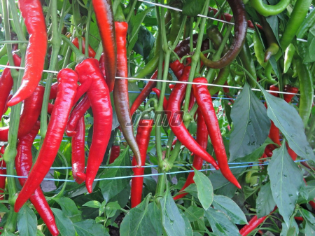 Iute - Ardei iute Palivec (1000 sem)